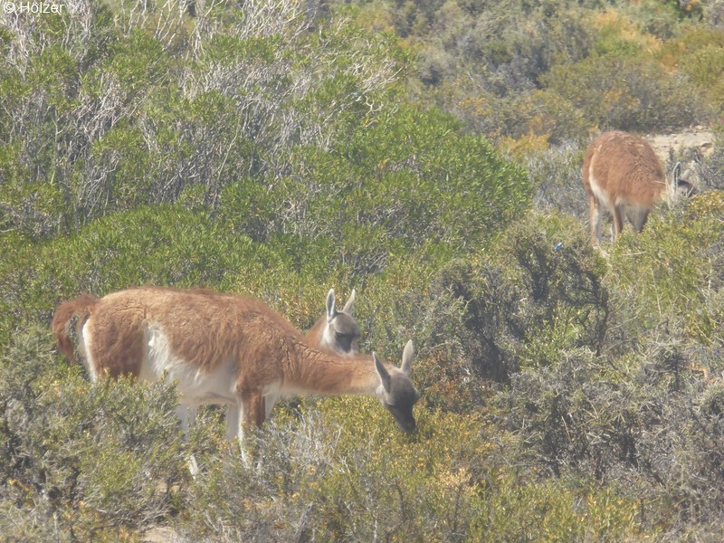 2015-02-05 Puerto Madryn hoe P1010276