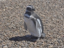 0560_2015-02-05_Puerto_Madryn_dhl_P1000710