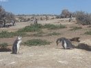 0590_2015-02-05_Puerto_Madryn_hoe_P1010304