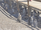 0610_2015-02-05_Puerto_Madryn_hoe_P1010321