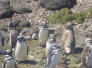 0620_2015-02-05_Puerto_Madryn_hoe_P1010328