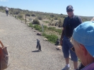 0630_2015-02-05_Puerto_Madryn_hoe_P1010361