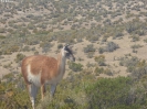 0650_2015-02-05_Puerto_Madryn_hoe_P1010281