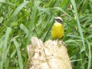 110_2015-03-18_Puerto_Limon_hoe_P1020956_ji
