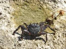 330_2015-03-22_Oranjestad_hoe_P1030159