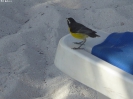 330_2015-03-22_Oranjestad_hoe_P1030166_ji