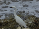 370_2015-03-23_Kralendijk_hoe_P1030189
