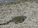 380_2015-03-23_Kralendijk_hoe_P1030197_ji